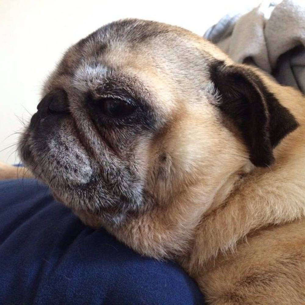 Meet your Posher, Dom